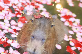 Phát hờn với chuột lang nước khi valentine FA vẫn sang chảnh 