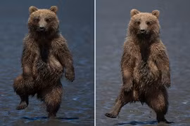 Gấu con nhảy nhót vũ điệu rừng rậm "dọa" nhiếp ảnh gia