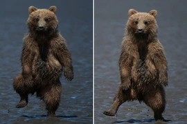 Gấu con nhảy nhót vũ điệu rừng rậm "dọa" nhiếp ảnh gia