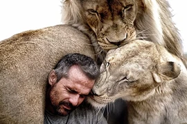 Ly kỳ sự gắn bó giữa người và sư tử hoang dã