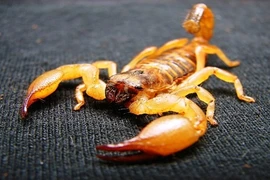 Rùng mình khám phá những sự thật về loài bọ cạp (2)
