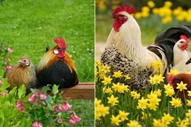 Ảnh đẹp mê mẩn về chuyện yêu đương của loài gà
