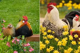 Ảnh đẹp mê mẩn về chuyện yêu đương của loài gà