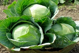 Rau cải bắp - món ngon chữa được nhiều loại bệnh