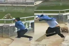 Trót dại trêu khỉ hoang, nam thanh niên nhận cái kết đắng