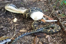 Thấy tiếng động lạ ngoài vườn, chủ nhà ra xem rồi "chết đứng"...