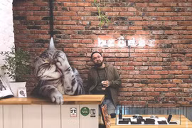 Lạ lùng mèo khổng lồ cao 3m sống chung con người