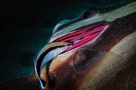 Choáng ngợp chân dung sinh vật biển đẹp tuyệt mỹ