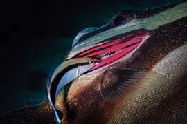 Choáng ngợp chân dung sinh vật biển đẹp tuyệt mỹ