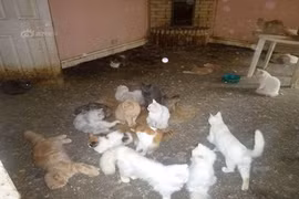 Phẫn nộ cặp đôi đối xử tàn nhẫn với hàng trăm con mèo