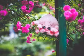 Đẹp tuyệt mỹ những sinh vật chỉ có trong tưởng tượng