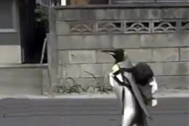 Sửng sốt chim cánh cụt biết tự đi "mua cá" cho mình