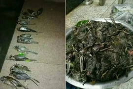 Chim én, chim sẻ chết thảm hàng loạt do mưa đá 