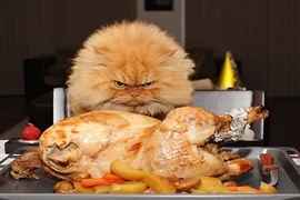 Khó đỡ những con mèo cưng tức giận với cả thế giới 