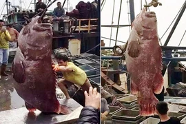 Bắt được cá mú khổng lồ nặng 175kg