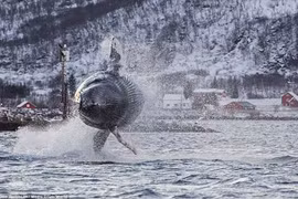 Choáng ngợp xem cá voi khổng lồ "bay lượn" trên mặt biển