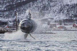 Choáng ngợp xem cá voi khổng lồ "bay lượn" trên mặt biển