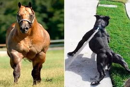 Những anh chàng động vật cơ bắp nhất