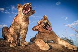 Cực ngộ cảnh sư tử con thể hiện tài ca hát