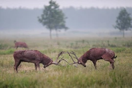 Cuộc chiến vì tình khốc liệt của những con hươu đực