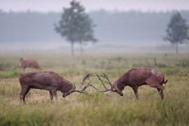 Cuộc chiến vì tình khốc liệt của những con hươu đực