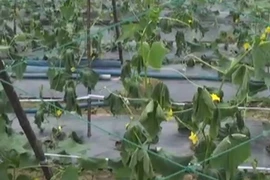 Video: Một nông dân bị kẻ xấu nhổ bỏ 4000 gốc dưa leo và khổ qua