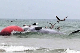 Phát hiện cá voi tấm sừng khổng lồ chết bất thường