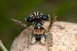 Độc chiêu quyến rũ bạn tình của nhện nhảy 