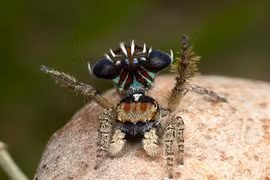 Độc chiêu quyến rũ bạn tình của nhện nhảy 