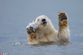 Khi động vật ưa sạch sẽ và cảnh tượng khó tin