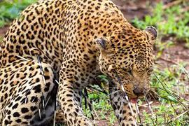 Báo gấm hung hăng bị nhím phóng gai trả thù đau đớn