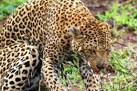 Báo gấm hung hăng bị nhím phóng gai trả thù đau đớn