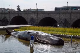 Cá voi mắc cạn trên sông và sự thực nhiều người choáng váng 