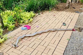 Cái kết thảm của con trăn lẻn vào nhà dân giết cả người