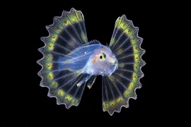 Loài cá đẹp như thần tiên, nhưng cẩn thận... độc chết người 