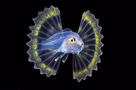 Loài cá đẹp như thần tiên, nhưng cẩn thận... độc chết người 