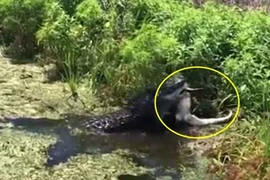 Kinh hoàng cá sấu khổng lồ tìm nơi vắng vẻ giết thịt đồng loại