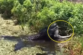 Kinh hoàng cá sấu khổng lồ tìm nơi vắng vẻ giết thịt đồng loại