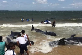 Ngoạn mục giải cứu 20 con cá voi dạt bờ ở Sri Lanka 