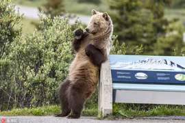 Sự thật thương cảm sau ảnh gấu nâu hoang dã nhảy gợi cảm 