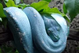 Vẻ đẹp tuyệt mỹ loài trăn đắt nhất hành tinh, giá ngang siêu xe