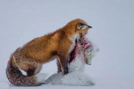 Ảnh thiên nhiên hoang dã gây tranh cãi nảy lửa