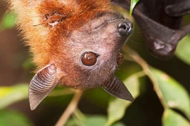 Ảnh đẹp về động vật hoang dã VN của nhiếp ảnh gia quốc tế (2)