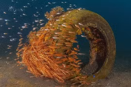 Bộ ảnh chứng tỏ năng lực thần kỳ của sinh vật biển