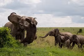 Điên tiết vì bị giật mình, voi tàn nhẫn giết trâu rừng