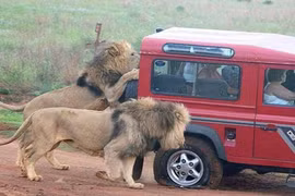 Sư tử đói bụng chén tạm lốp xe, dọa nạt du khách