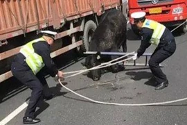 Bò điên xuống đường cao tốc, dân sợ khiếp vía