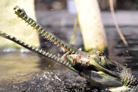 Rợn người nhìn cá sấu mõm dài nhai nát cá chép