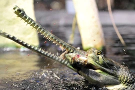 Rợn người nhìn cá sấu mõm dài nhai nát cá chép