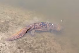 Luôn nghe tiếng trẻ con khóc đêm và sự thật “sốc” phía sau